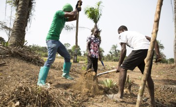 Preparing the ground for planting tree saplings at an agroforestry project in Grand Bassa, Liberia being supported by Concern under the Irish Aid funded LIFE programme. (Photo: Kieran McConville/Concern Worldwide)