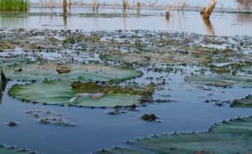 Water lilies have thrived in the flooded areas. These pictured are in Bentiu County, Unity State, South Sudan. Photo: Jon Hozier-Byrne/Concern Worldwide 