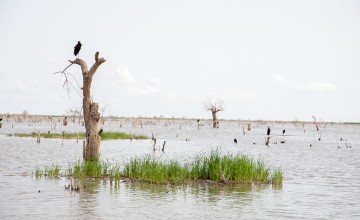 A vast area of submerged trees in Bentiu. This is as a result of the 2021 flooding in which the water has not fully receded.Photo:Eugene Ikua/Concern Worldwide
