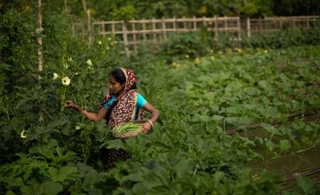 Shikha Ray harvests fresh produce of okra from her newly-leased composite vegetable garden, part of a project in Bangladesh to improve agriculture and livelihoods in the face of the worsening climate crisis. (Photo: Mumit M/Concern Worldwide)