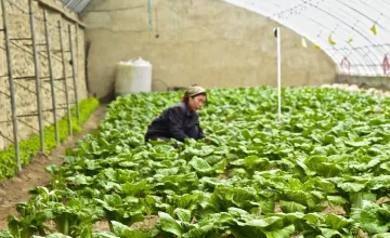 A Concern-supported agriculture project in the Democratic People's Republic of Korea. (Photo: Concern Worldwide)