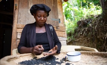 Rosmaine Poliscar sorts beans at her home on a mango plantation in the Centre department of Haiti. (Photo: Kieran McConville/Concern Worldwide)