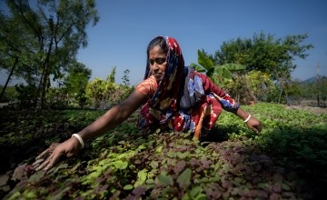 Moyna Sarkar tends to her garden in Kalabogi, Dacope, Bangladesh. (Photo: Mumit M/Concern Worldwide)