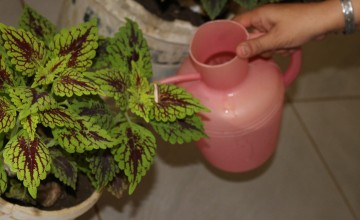 Fatima caring for her plants, an activity which helps her relax. Photo: Omar Daouk/Concern Worldwide