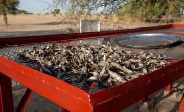 Fish is laid out to dry on the raised drying platform, constructed by Concern. Lac Province, Chad