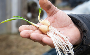 Farmer Ivan holding bulbs of garlic