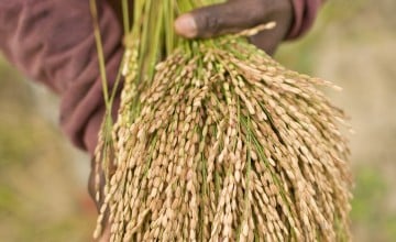 Wheat gathered in Liberia. (Photo: Christopher Herwig/Concern Worldwide)