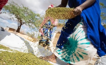 Mwanajuma Ghamaharo separates mung beans from their shells in Makere village in Tana River County. (Photo: Lisa Murray/Concern Worldwide)