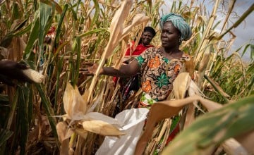 Mwanaesha Haluwa Haji harvests corn from a communal farm in Makere village in Kenya’s Tana River County. (Photo: Lisa Murray/Kerry Group/Concern Worldwide)