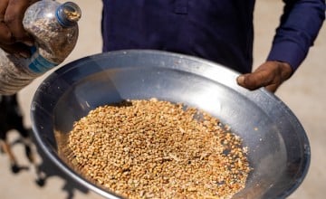 Nandu holds a handful of seeds that he plans to plant in their agricultural land in Tehsil Chachro, Tharparkar, Pakistan. Photo: Arif Shad/Ingenious Captures/Concern Worldwide