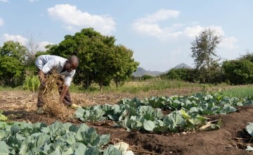 Patrick Makani mulches his cabbage plot at Mano Irrigation Scheme in Mwanza District, Malawi. (Photo: Chris Gagnon/Concern Worldwide)