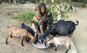 Hazera Begum (32) a beneficiary of BPRM project got support to build goat shed in her home at Ratna Palong, Ukhiya, Cox's bazar. Photo: Saikat Mojumder/Concern Worldwide