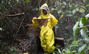 David inspects a hive in the bush. Photo: Kieran McConville