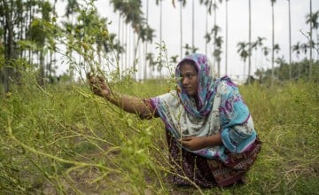 Hamida lost much of the garden where she grows food for her family of six in Cyclone Mocha. She tries to salvage some of the chillies from her destroyed vegetable garden. Shah Porir Island, Teknaf, Cox’s Bazar. Photo: Saikat Mojumder/Concern Worldwide