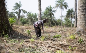 Community members measure and mark plots as part of a new an agroforestry project in Grand Bassa, Liberia being supported by Concern under the Irish Aid funded LIFE programme. Photo: Kieran McConville/Concern Worldwide