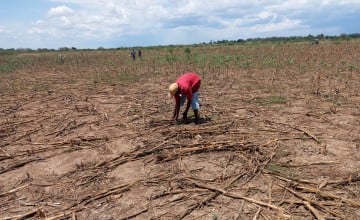 Yosia Mwewe spreads dry maize stalks, incorporating them into the soil during cultivation in Tana Delta Sub County, Kenya. Photo: Cheruiyot Kones/Concern Worldwide