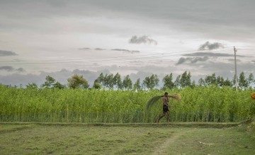 A jute farmer carries a bundle of harvested crops for retting, a process where mature jute plants are tied together and submerged in slow-flowing water to separate the fiber from the stalks. Across the chars, vast green landscapes are dominated by jute fields, as the cultivation of this "golden crop" serves as a major economic driver for the region. Photo: Saikat Mojumder/Concern Worldwide