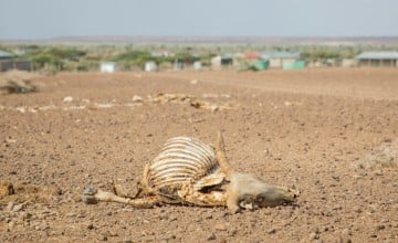 Dead livestock littering the landscape in Marsabit, Kenya, in 2022 when the region experienced the worst drought in 60 years.