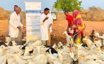 Vaccinating livestock in Dollow, Somalia as part of the Hanaano project. Healthy livestock are important for maintaining the health of local communities. Photo: Abdinasir Hassan/Lifeline Gedo