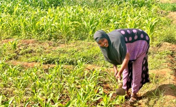 Deka Hajir Omar ploughing her field