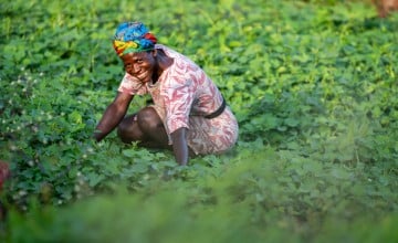 Marie Mansaray is the Chairlady of her local women farmers’ group, where members grow crops including cassava and potatoes. Photo: Eugene Ikua/Concern Worldwide