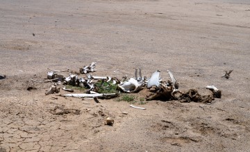 Bones during a drought