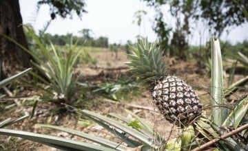 Pineapples grow at an agricultural demonstration plot in Guds Town, Grand Bassa, Here local farmers learn about climate smart planting techniques and experiment with new crops. Photo: Kieran McConville/Concern Worldwide.
