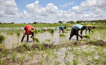 Residents of Beledweyne, Somalia prepare for increased rain due to El Nino this season, with a 90% chance it will trigger severe flooding in the Horn of Africa. Photo: Abdikarim Mohamed/ICRC.