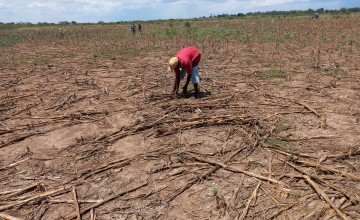 Yosia Mwewe evenly spreading dry maize stalks before incorporation into the soil during cultivation.