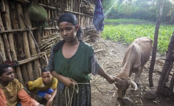 Fatima at work on her family’s farm in Kalu, near Kombolsha, Wollo. Wollo has a strong association with the famine in 1984, when close to a million people died during a food crisis. Photograph taken by Petterik Wiggers/Panos Pictures/Concern Worldwide.