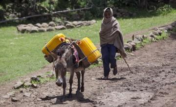 A donkey carries water to different families as there is no access to piped water at the homes of many Ethiopians in Gelsha, near Kombolsha, Wollo, Wello in August 2014. Photograph taken by Petterik Wiggers/Panos Pictures/Concern Worldwide.