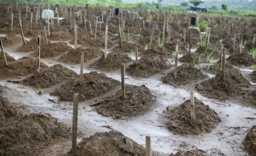 Some of the children's graves at Waterloo cemetery, just outside Freetown, the capital of Sierra Leone. It was one of two cemeteries in Western Area used for medical burials during the Ebola crisis and is managed by Concern Worldwide. Photo: Concern Worldwide