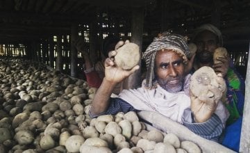 Kasam Hussein, a local farmer, with potatoes grown from Concern Worldwide's donation of 50kg of potato seeds to villagers in Dessie Zuria, Ethiopia. Photograph taken by Sahedul Islam/Concern Worldwide.