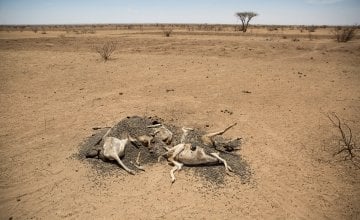The carcasses of hundreds of dead sheep and goats litter the landscape in Somaliland, as pasture and water supplies disappear. Photo: Kieran McConville/Concern Worldwide.