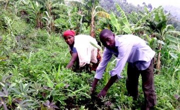 Buuma Maene and his sister working in his field which was planted using seeds provided by Concern. Photo: Ulua Popol/Concern Worldwide.