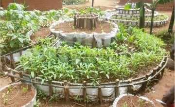 A thriving kitchen garden in Burundi, constructed with support from Concern. Photo: Concern Worldwide. 