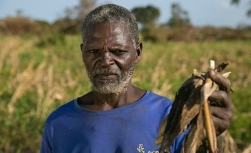 Ernesto Gambulene with the ruined maize crop from his field in Lamego, which was inundated by floodwaters from Cyclone Idai for nearly two weeks. Photo: Kieran McConville/Concern Worldwide. 