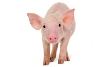 Buy this little piggy as a Concern gifts and help provide income and security for familes in the developing world, supported by our livelihoods programmes. 