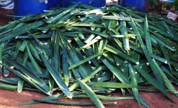 Harvested sisal leaves ready to be processed on La Gonâve Island.