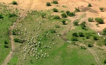 Cattle are considered the most important asset in this agro-pastoralist society. Photo: Connell Foley / Concern Worldwide, Northern Bahr-el-Ghazal, South Sudan, 2015.  