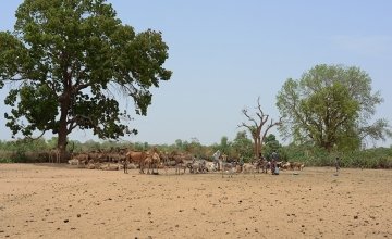 Pastoralism is a very efficient way of using scarce natural resources. Photo: Connell Foley / Concern Worldwide, Dar Sila region, Eastern Chad, 2017.