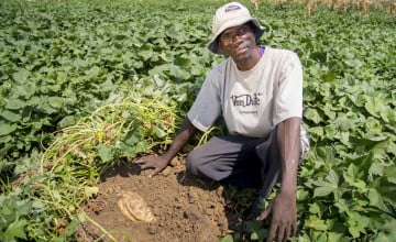 Davidson John, in the communal plot of orange-fleshed sweet potato being grown by his farmer group in Malawi. Photo taken by Kieran McConville / Concern Worldwide.