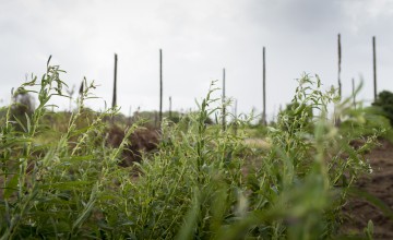 Coconut plantations in Zambezia province have been decimated in recent years by Lethal Yellow Disease. Photo: Kieran McConville / Concern Worldwide.