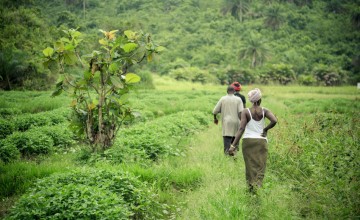 Beneficiaries walk towards their rice in Pateful Chain, Kunike Chiefdom, Tonkolili District, Sierra Leone. Photo: Michael Duff / Concern Worldwide.