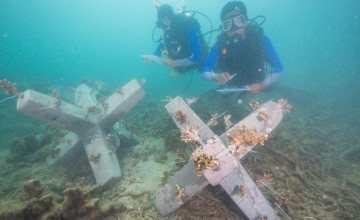 Divers trained by Concern Worldwide inspect the jackstones with coral fragments that were just installed. These jackstones will eventually turn into an artificial reef which will aid in fish production and help the livelihood of the many local fishermen. Photo: Steve De Neef / Concern Worldwide.