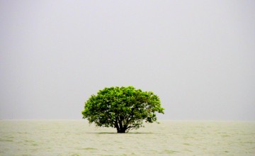 A tree submerged in a Haor (a local term used to describe a wetland ecosystem). Photo: Sadia Hossain / Concern Worldwide.