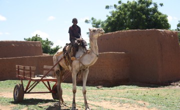 A camel-drawn cart used to transport rural dwellers to nearby health centres.