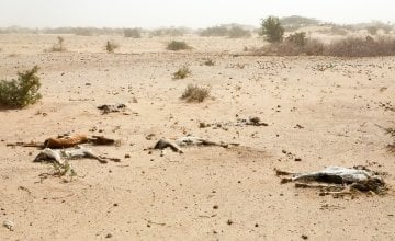 North eastern Kenya in the ferociously hot Chalbi desert. The drought crisis here has grimly transformed the desert into a goat graveyard as scores die of thirst and starvation. Photo: Jennifer Nolan / Concern Worldwide.