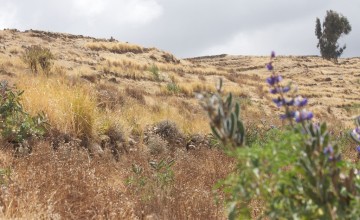 A slope in Dessie Zuria, Amhara, Ethiopia, which has been terraced, planted with leguminous and fodder crops, and open grazing prohibited as part of a broader watershed management initiative within a community resilience building programme. Photo: Dom Hunt.