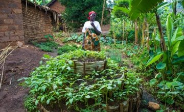 A thriving kitchen garden in Burundi, constructed with support from Concern. Photo: Concern Worldwide.